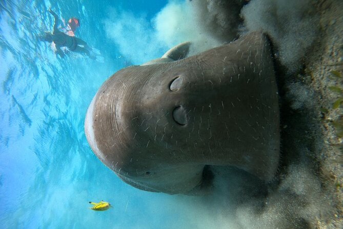 Snorkeling Boat Trip with Dugongs and Turtles in Marsa Alam - Three water sessions, with one point to clarify