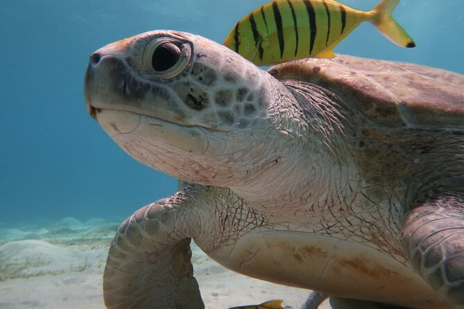 Snorkeling Boat Trip with Dugongs and Turtles in Marsa Alam - Is $80.47 a fair price?