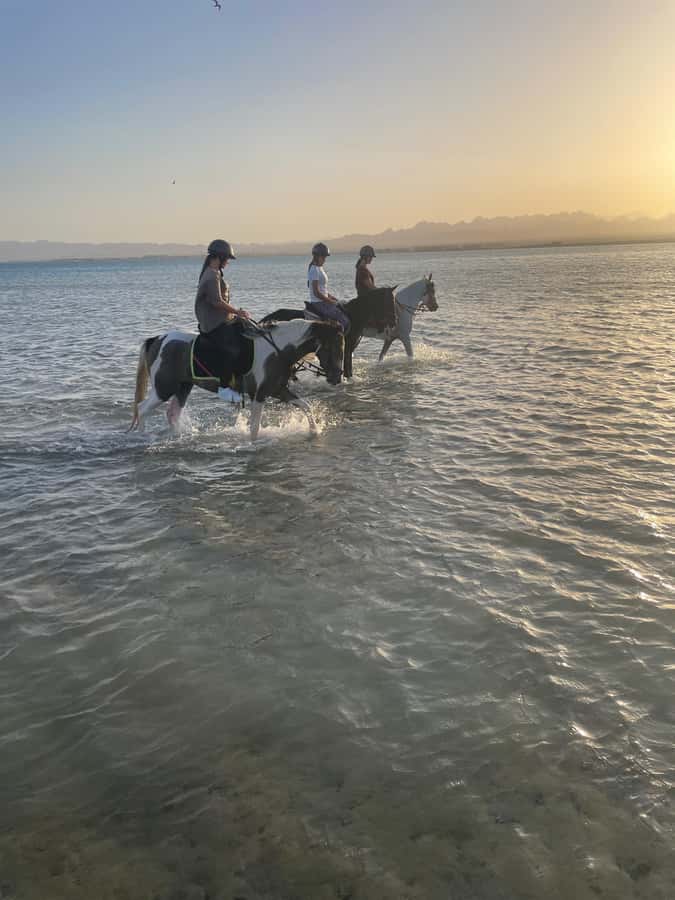 Soma Bay: Horse Riding Beach and Desert Tour With Transfer - What the transfer adds to the $20 price