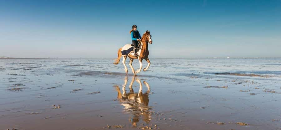 Soma Bay: Horse Riding Beach and Desert Tour With Transfer - Meeting the horse that fits your riding level