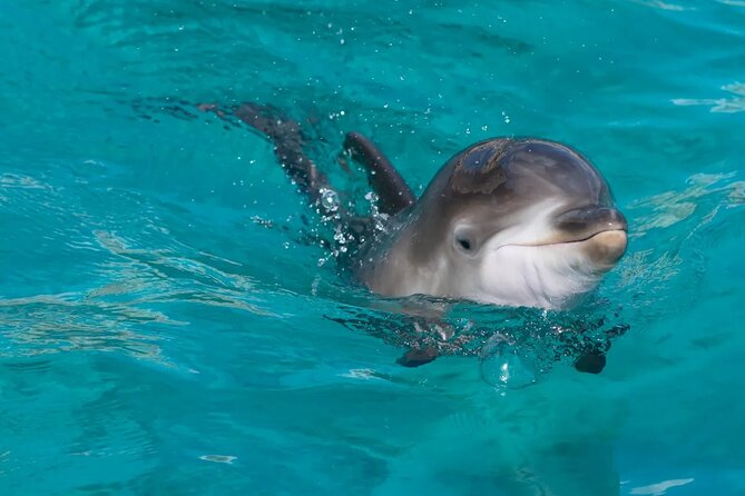 Swimming With Dolphin in Red Sea Adventure with Lunch - Hurgada - Looking for dolphins at Dolphin House
