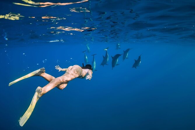 Swimming With Dolphin in Red Sea Adventure with Lunch - Hurgada - What the $5 price actually means