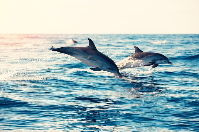 Swimming With Dolphin in Red Sea Adventure with Lunch - Hurgada - Safety, swimming ability, and sea conditions