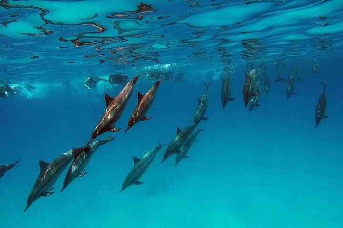 Swimming With Dolphin in Red Sea Adventure with Lunch - Hurgada - The boat ride across the Red Sea