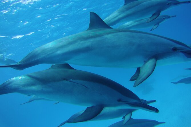 Swimming with Dolphin VIP Snorkeling Sea Trip With Lunch and Transfer - Hurghada - Leaving Hurghada for an eight-hour Red Sea day