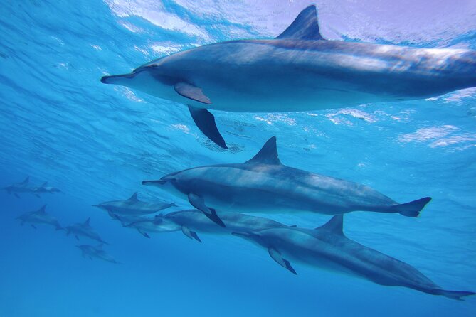 Swimming with Dolphin VIP Snorkeling Sea Trip With Lunch and Transfer - Hurghada - Booking, cancellation, and practical details