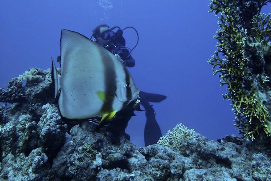 Tiran Island: Full-day Snorkeling, Diving Boat Trip - Two scuba sessions in Red Sea water