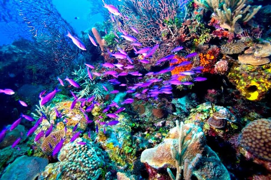 Tiran Island: Full-day Snorkeling, Diving Boat Trip - Is $76 good value?