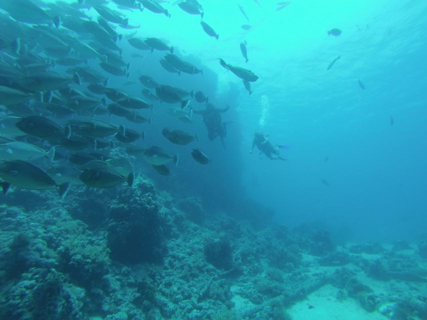 Tiran Island: Full-day Snorkeling, Diving Boat Trip - Should you book the Tiran Island boat trip?