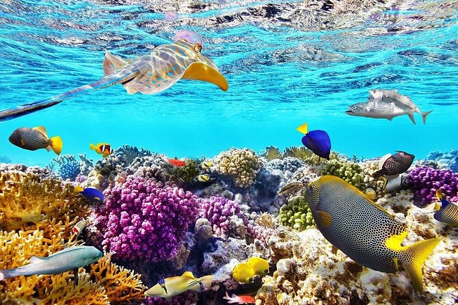 Tiran Island Snorkeling Excursion - The 8:00 am Start and Hotel Pickup