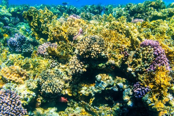 Tiran Island Snorkeling Excursion - Tiran Island or Ras Mohamed National Park