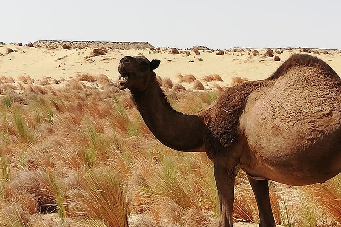 White Desert - Overnight Tour - The Black Desert and its dark volcanic hills